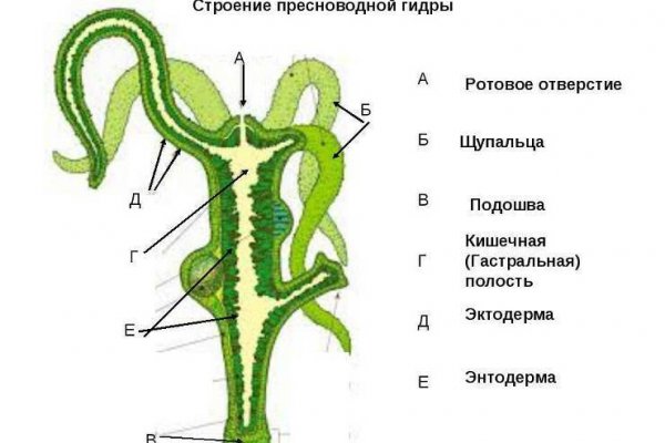 Кракен сайт дарк нет